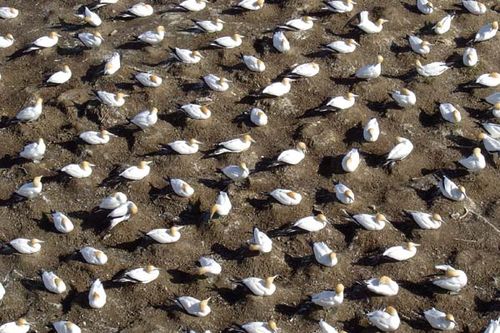 australian-gannets-nesting-3