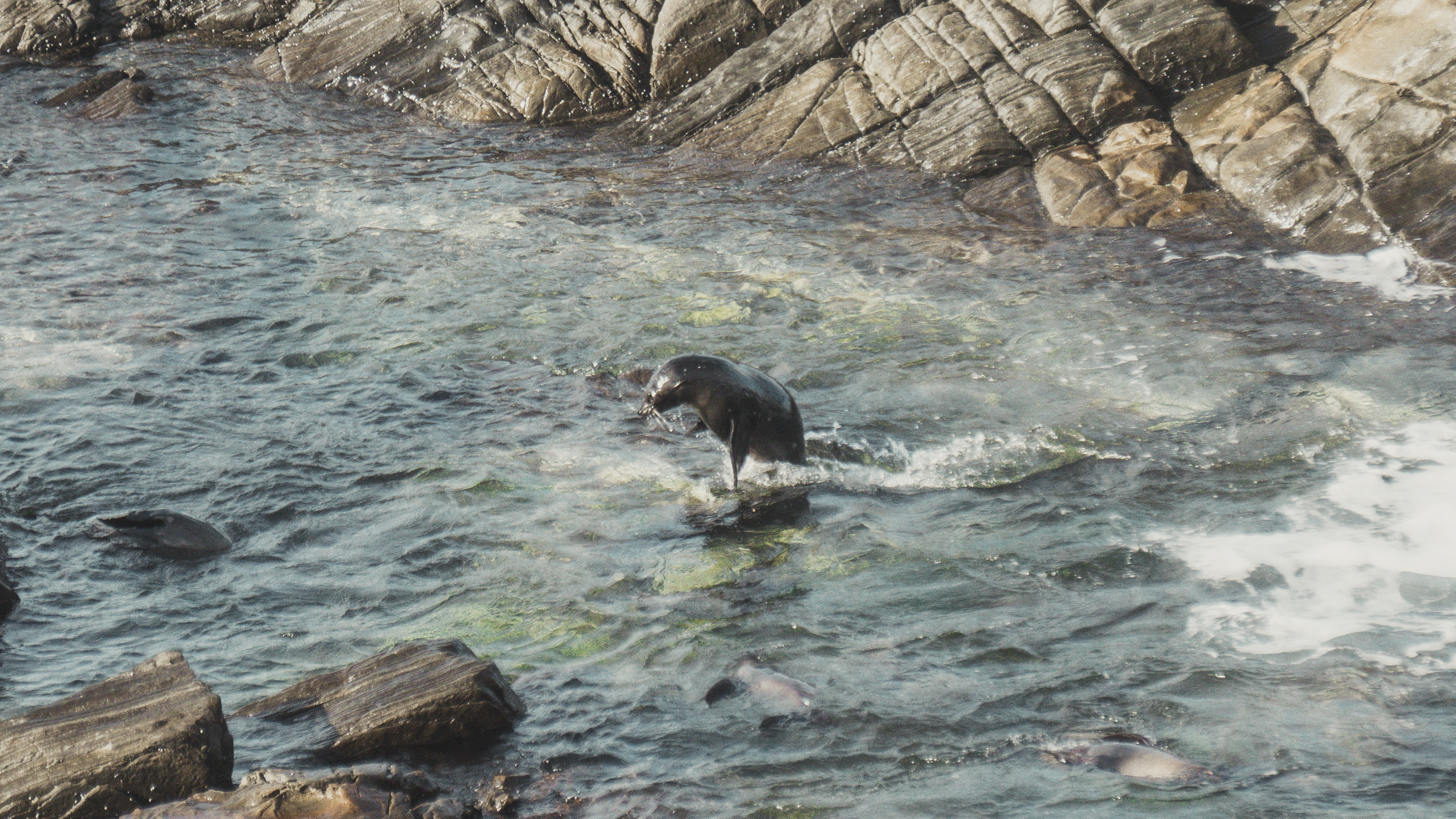 superpup